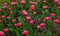 City flower bed with beautiful large pink tulips. Outdoor