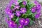 City flower bed with fragrant burgundy and lilac flowers with drops of dew