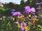 City Flowers. Ageratum houstonianum, commonly known as flossflower, bluemink, blueweed, pussy foot or Mexican paintbrush.