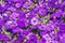 City flowers potunia, background of flowers