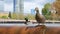 City Fountain Ducks