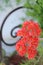 City gardens - Red flowers - Crassula falcata
