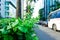 City Green Spaces Plants on Foot Bridge