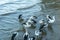 the city harbour of Cairns a flock of pelicans swims in the water and wants to be fed