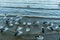 The city harbour of Cairns a flock of pelicans swims in the water and wants to be fed