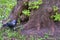 City jackdaw stepping foot on a piece of bread lying on the ground color