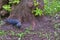 City jackdaw stepping foot on a piece of bread lying on the ground color