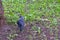 City jackdaw stepping foot on a piece of bread lying on the ground color