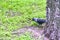 City jackdaw stepping foot on a piece of bread lying on the ground color