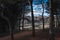 City landscape of Colmenar de Oreka among the pines under a blue sky, Colmenar de Oreja, Spain