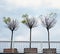 City landscape. Trees on a background of cloudy sky. Trees planted in wooden crates