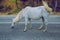 City Meteora, Greek Republic. White horse on the way in hill.12. Sep. 2019