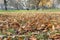 City Park in autumn. On ground are ripe large chestnut fruits. Fallen dry brown leaves on green grass close-up, natural background