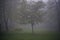 City park in foggy morning - green tree in park in foggy morning