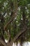 City park in Marsala with old large ficus banyan trees for shadow in summer time, Italy