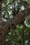 City park in Marsala with old large ficus banyan trees for shadow in summer time, Italy