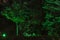 City park at night. Small young tree is highlighted with green light. Night landscape. Gorky park, Moscow. Selective focus