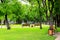 City park with promenade path benches and big green trees