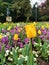 City Park& x27;s Radiant Yellow Tulip