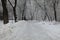 City park in snowdrifts. Alley and trees, covered with snow