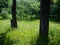 City Park. Trunks of old trees. Bright green fresh grass with freshly blossomed dandelions. Dandelions fluffed up their seeds.