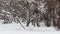 City park in winter. There are snowdrifts on the ground, snow caps on the trees