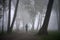 City park with woods and trees in foggy morning - younger person silhouette in the foggy park at the early morning. Clean