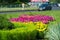 City photo,  Flowerbeds in the city, in the background motorway with cars, Russia Naberezhnye Chelny 18,08,2018g