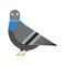 City Pigeon Bird Geometric Icon in Flat