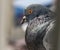 City pigeon closeup.