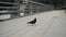 City pigeon feeds on bread crumbs