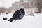 The city pigeon freezes in a snowdrift