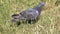 City pigeon graze on a grassy