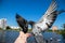 City pigeons. Feeding from your hand. Severodvinsk, Sunny summer day