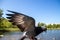 City pigeons. Feeding from your hand. Severodvinsk, Sunny summer day