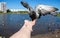 City pigeons. Feeding from your hand. Severodvinsk, Sunny summer day