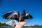 City pigeons. Feeding from your hand. Severodvinsk, Sunny summer day