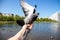 City pigeons. Feeding from your hand. Severodvinsk, Sunny summer day