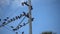 City Pigeons Flying On Electrical Wires Pole