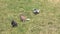 City pigeons graze on a grassy