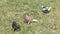 City pigeons graze on a grassy