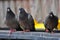 City Pigeons Hungry Looking for Food