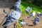 City pigeons perching on rusty fence