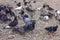 City pigeons and sparrows on a pebble beach in a park