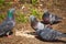 City pigeons walk on the ground on a spring day.