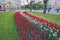 City Riga, Latvia Republic. Latvian flag from tulips, red and white. Tourists walk on street and cars drive. May 7. 2019 Travel