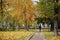 City`s picturesque boulevard in the autumn, yellow trees, wild Rowan with ashberry berries, single unrecognizable young