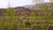 City seen through the green branches