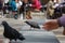 City square with pigeons, social life and cafes