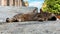 City stray homeless gray striped kitten sleeps sweetly outdoor asphalt on street